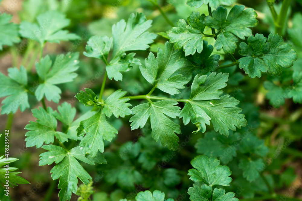 Parsley in the garden Parsley in the garden