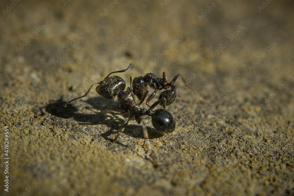A deadly skirmish of two ants. The dead ant has a death grip on the paw of another ant