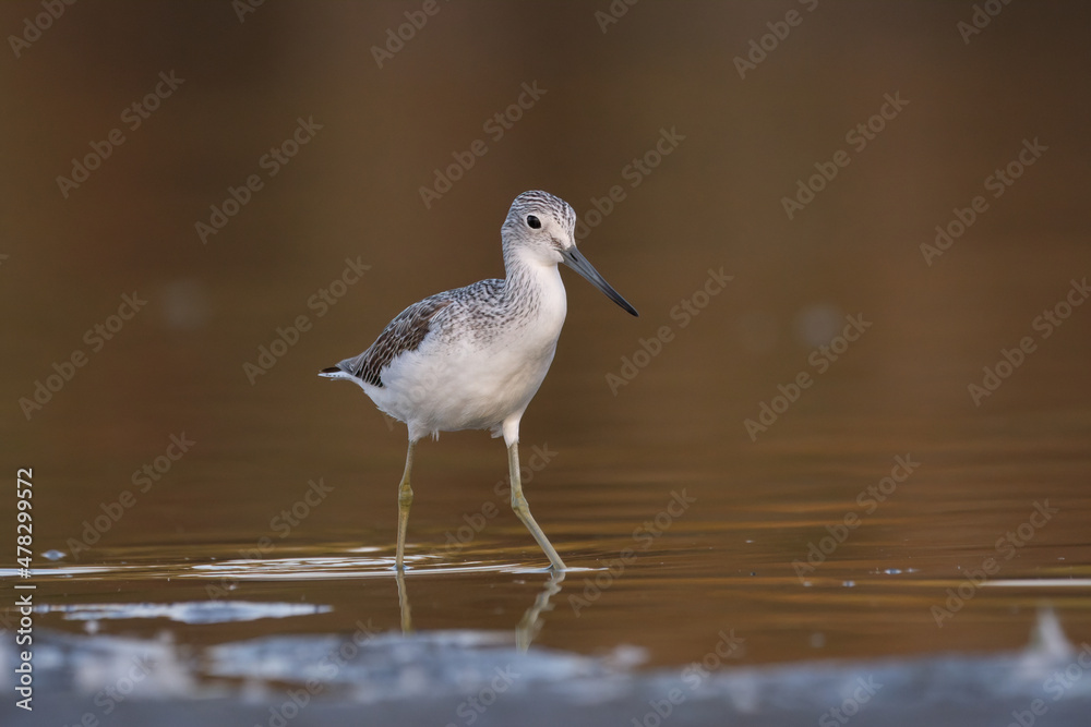 Common greenshank - tringa nebularia on the lake Common greenshank - tringa nebularia on the lake