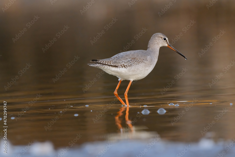 Spotted redshank - Tringa erythropus shorebird Spotted redshank - Tringa erythropus shorebird