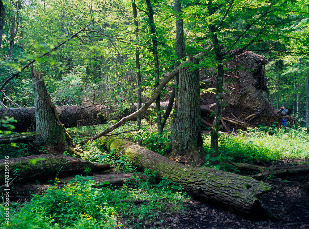 Fallen tree, Bialowieza Forest, Bialowieza National Park, Poland