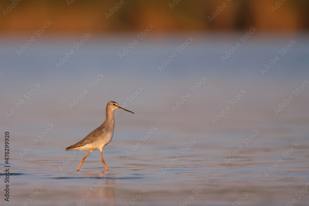 Spotted redshank - Tringa erythropus shorebird Spotted redshank - Tringa erythropus shorebird