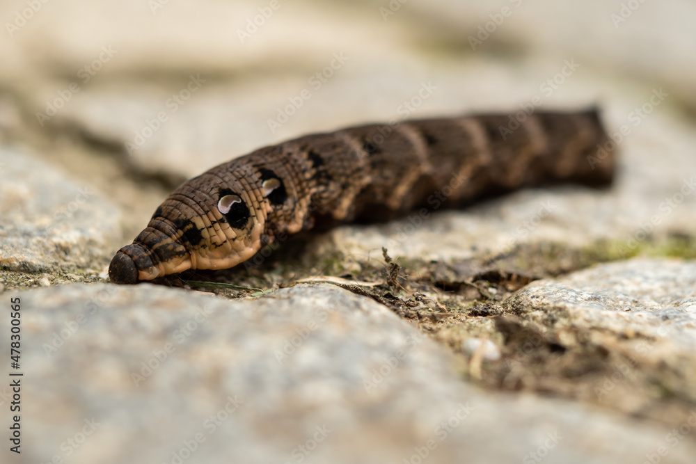 Close up of a brown earthworm Close up of a brown earthworm
