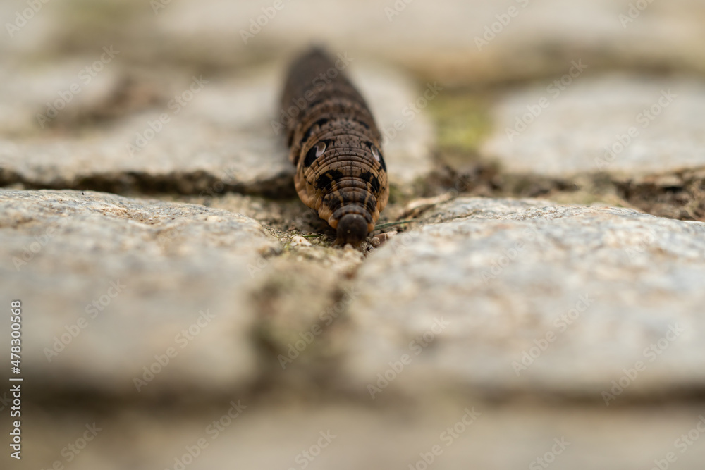 Close up of a brown earthworm Close up of a brown earthworm