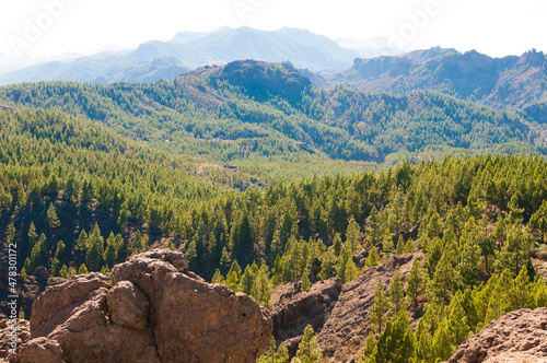 green pine forest under the blue sky on a mountain