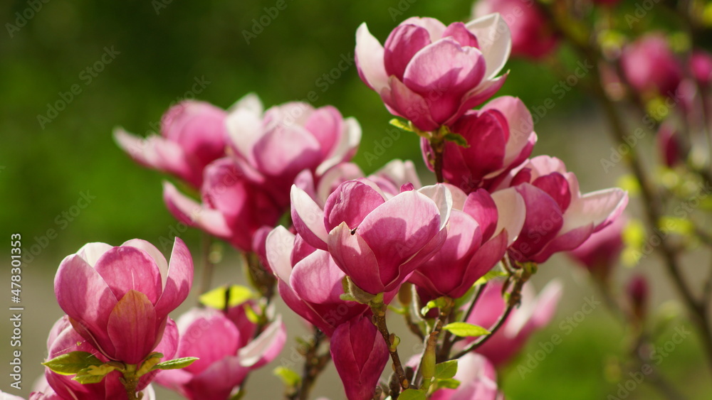 pink tulips in the garden, Magnolia on spring 