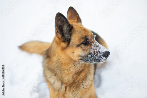 The dog lies on the white snow. The East European Shepherd Dog feels great in winter and loves to play in the snow.