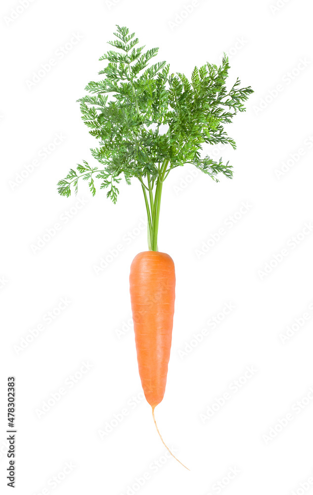 Fresh ripe carrot with green leaves isolated on white background. Fresh ripe carrot with green leaves isolated on white background.