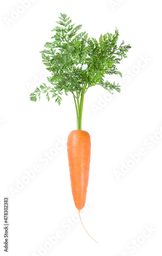 Fresh ripe carrot with green leaves isolated on white background.