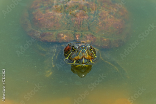 Fototapeta Naklejka Na Ścianę i Meble -  Chrysemys Picta, or painted turtle, in Singapore Botanic Gardens