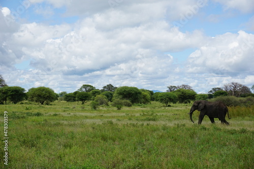 An African Elephant that we passed in the Tarangire National Park