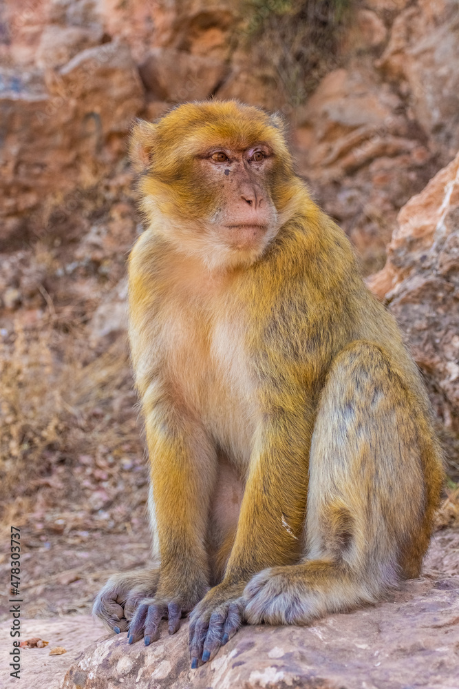 Wild barbay ape in Morocco