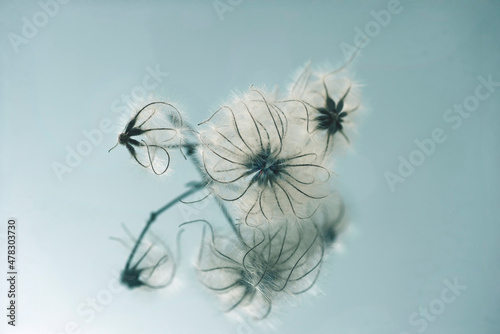 Flowers and fruit clematis