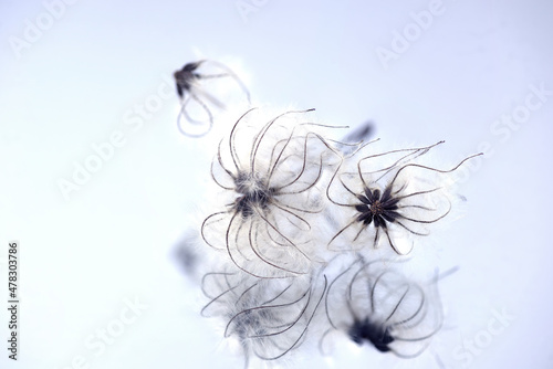Flowers and fruit clematis