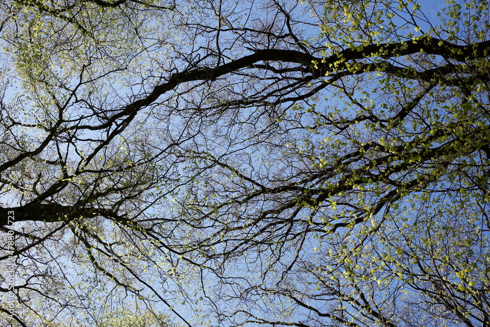 Baumkronen von Laubbäumen aus der Froschperspektive im Frühling, Blauer Himmel Baumkronen von Laubbäumen aus der Froschperspektive im Frühling, Blauer Himmel