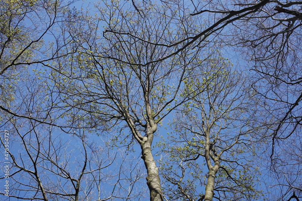 Baumkronen von Laubbäumen aus der Froschperspektive im Frühling, Blauer Himmel Baumkronen von Laubbäumen aus der Froschperspektive im Frühling, Blauer Himmel