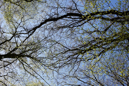 Baumkronen von Laubbäumen aus der Froschperspektive im Frühling, Blauer Himmel