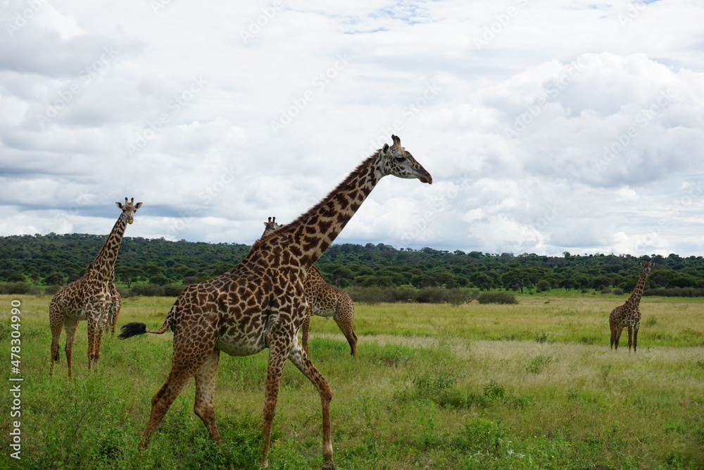 Fototapeta premium Passing the tall Masai Giraffes in the Tarangire National Park