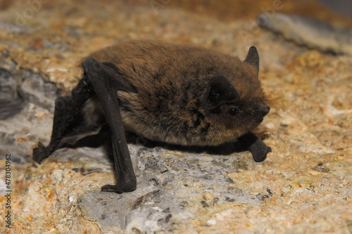 Pipistrello albolimbato (Pipistrellus kuhlii),primo piano sulla roccia