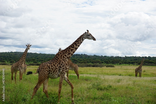 Passing the tall Masai Giraffes in the Tarangire National Park