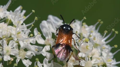 Bramble Sawfly, Arge cyanocrocea on the white flower photo