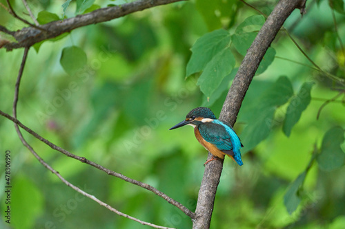 清流の宝石、カワセミ。翡翠とも書きます。