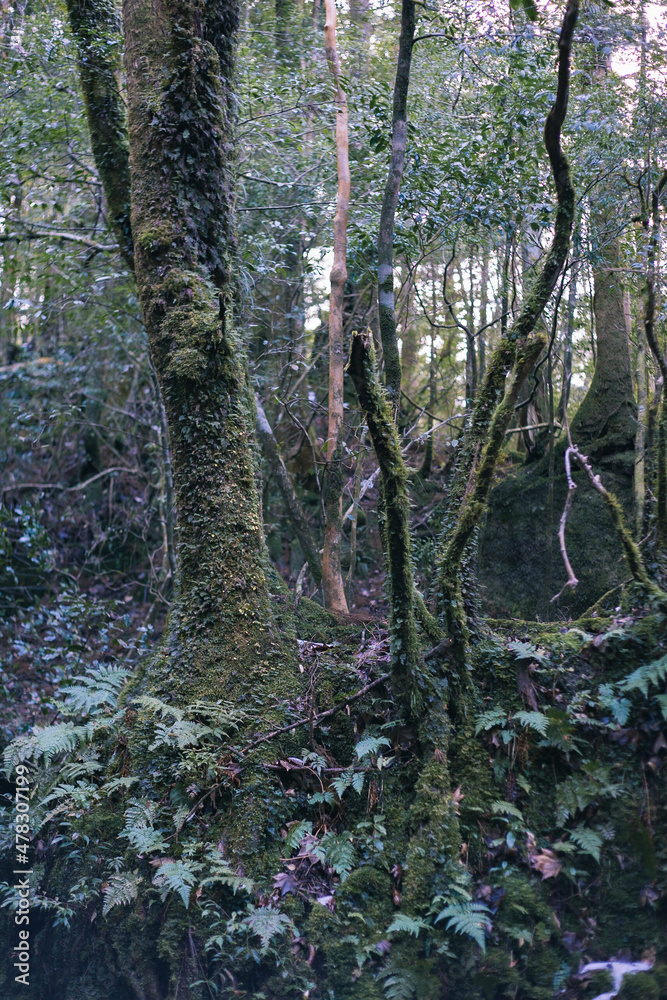 Fototapeta premium Winter Yaskuhima forest in Kyusyu Japan.