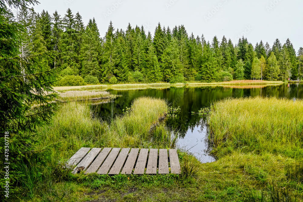 Fototapeta premium étang de la gruère, la gruère, See, Moorsee, Moor, Holzsteg, Hochmoor, Wanderweg, Spazierweg, Wald, Waldweg, Wasserpflanzen, Torfmoos, Jura, Naturschutz, Sommer, Herbst, Herbstfarben, Schweiz