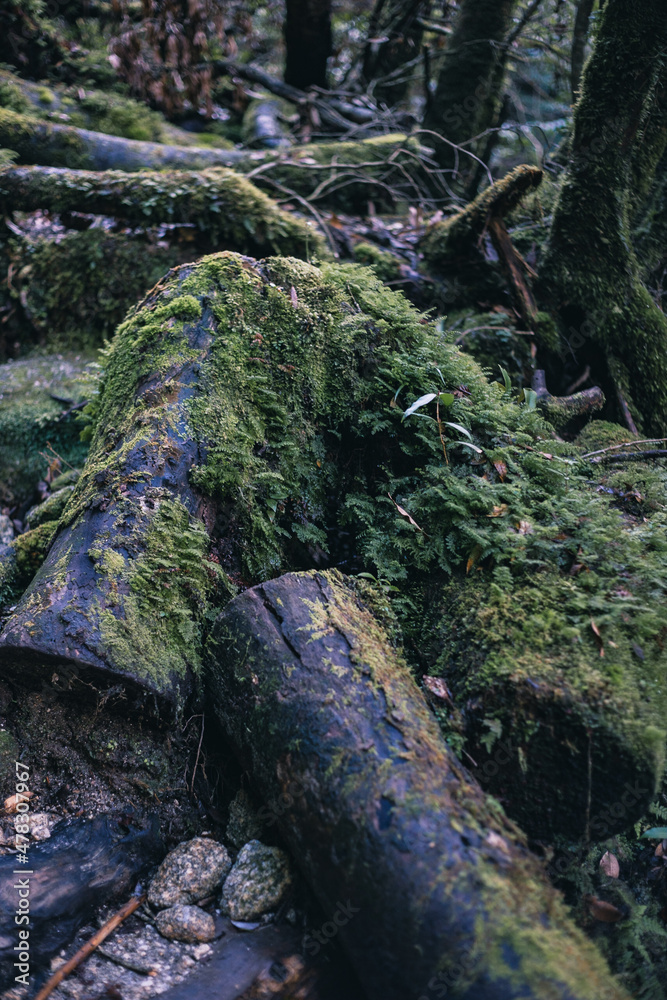 Fototapeta premium Winter Yaskuhima forest in Kyusyu Japan