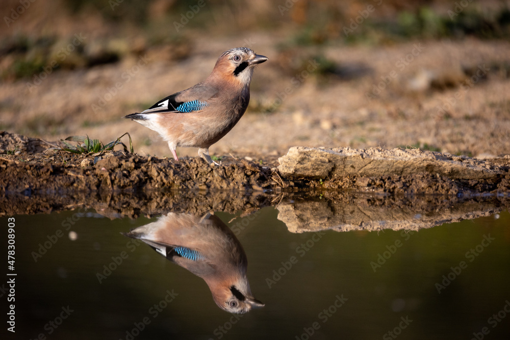 Garrulus glandarius, arrendajo