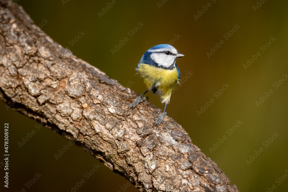 Herrerillo común, Cyanistes caeruleu