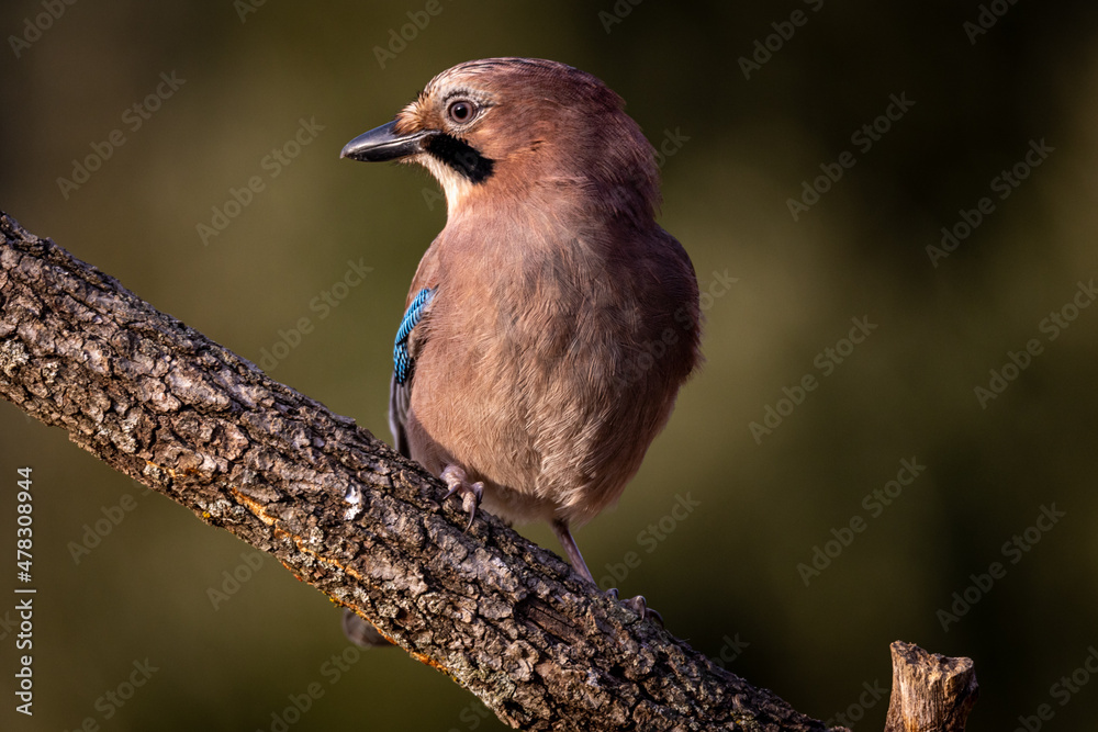 Garrulus glandarius, arrendajo