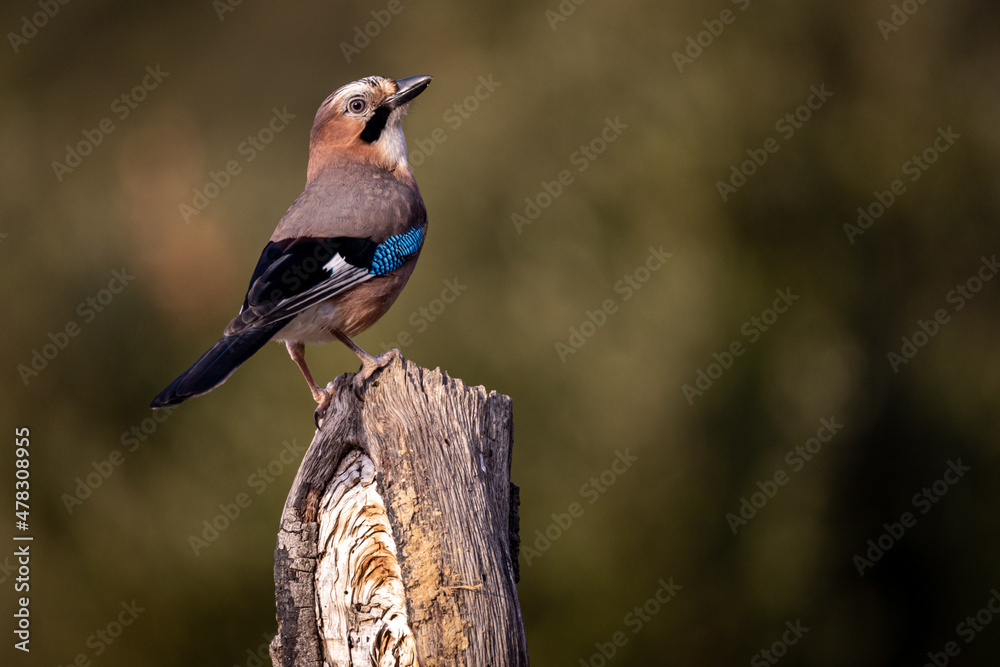 Garrulus glandarius, arrendajo