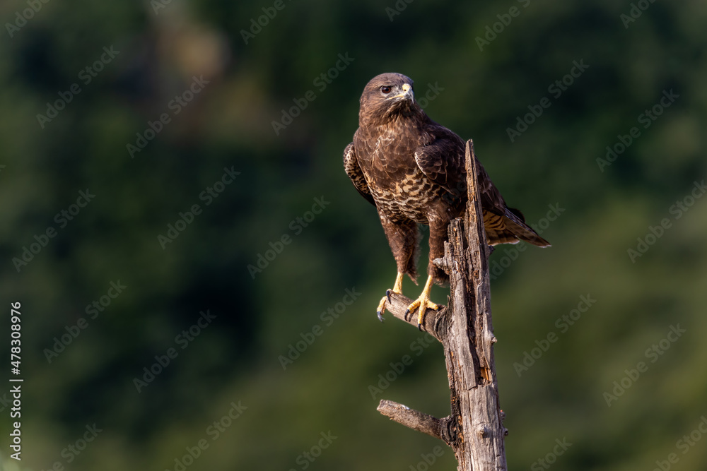 Busardo ratonero, buteo buteo