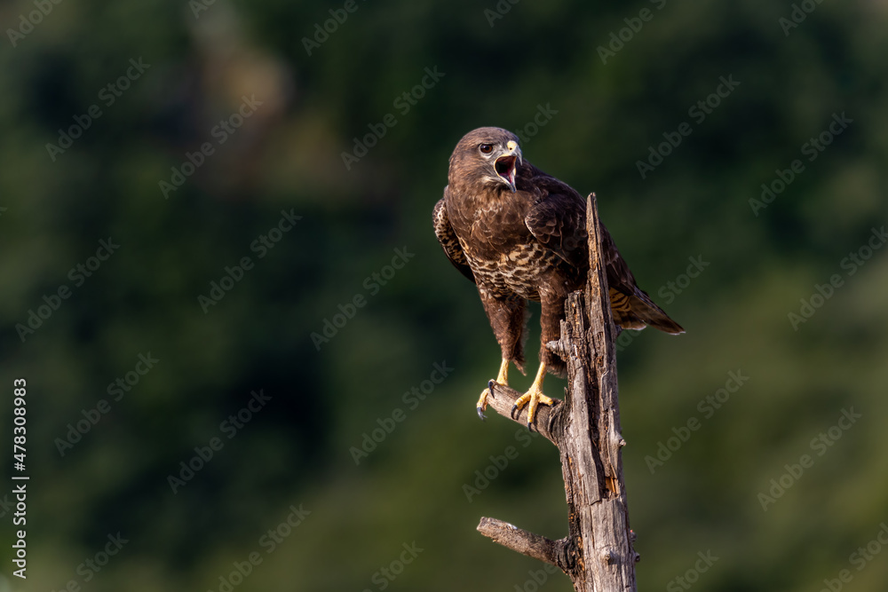 Busardo ratonero, buteo buteo