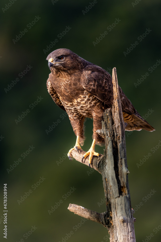 Busardo ratonero, buteo buteo
