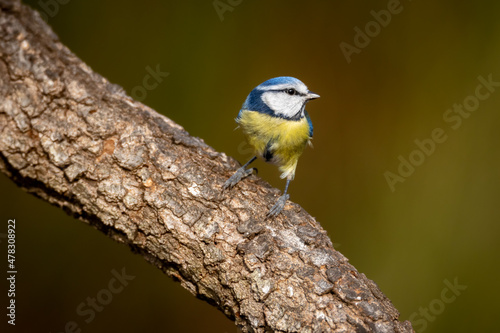 Herrerillo común, Cyanistes caeruleu