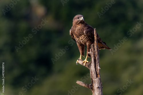 Obraz na płótnie Busardo ratonero, buteo buteo w salonie