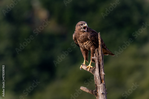 Obraz na płótnie Busardo ratonero, buteo buteo w salonie