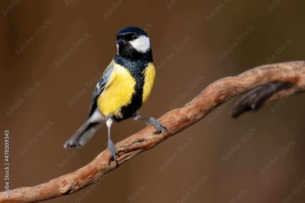 Carbonero Común, Parus Major