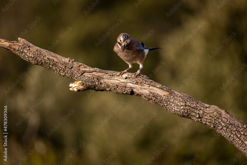 Garrulus glandarius, arrendajo