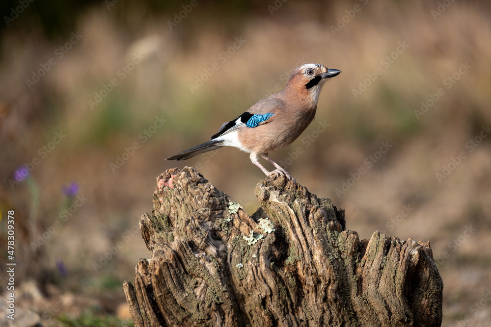 Garrulus glandarius, arrendajo