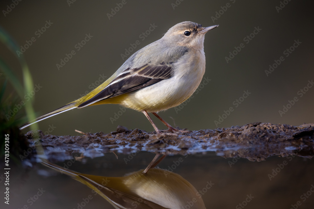 Lavandera Cascadeña, Motacilla cinerea
