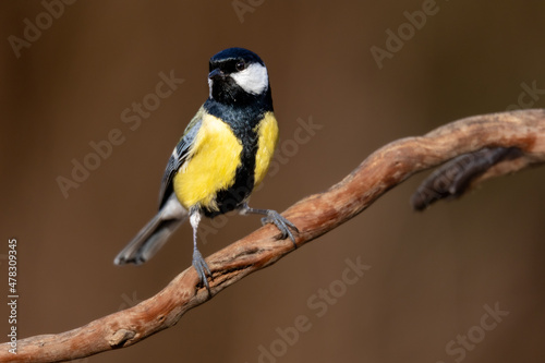 Obraz na płótnie Carbonero Común, Parus Major
w salonie