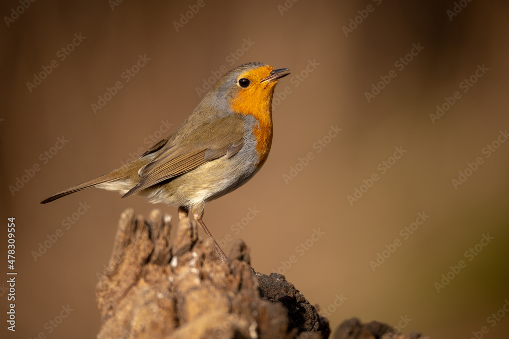 Petirojo europeo, Erithacus rubecula Petirojo europeo, Erithacus rubecula
