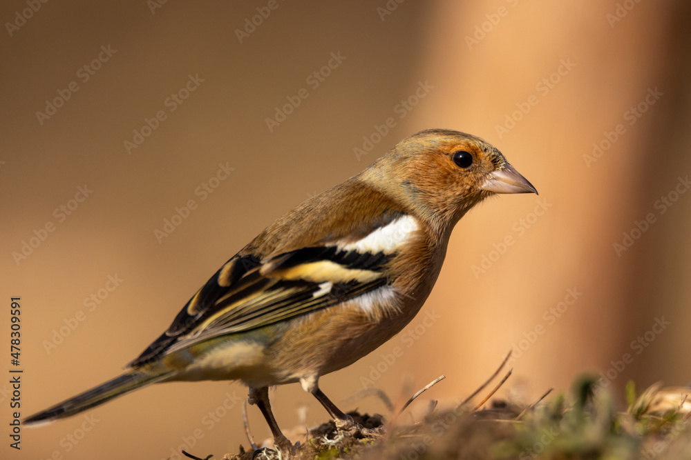 Pinzón vulgar, Fringilla coelebs