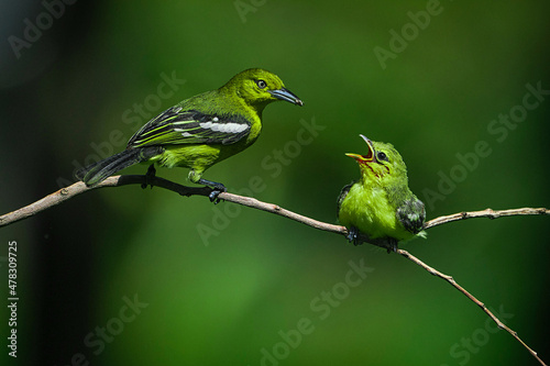 Canvastavla A mother bird feeding her baby or two green birds sitting on the tree branch