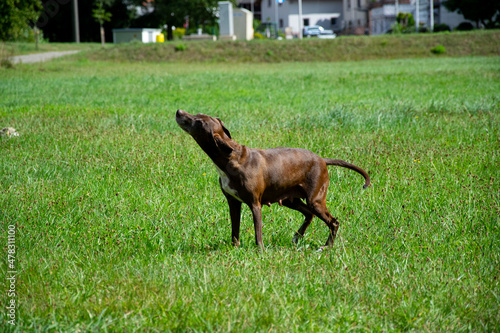 dog running in the park