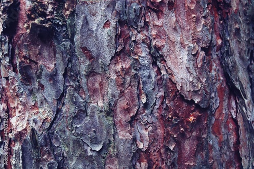 Pine tree bark texture, brown color with burgundy and purple tints, natural background, close-up