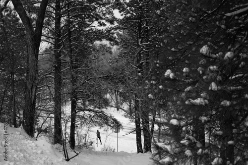 Fototapeta Naklejka Na Ścianę i Meble -  forest in winter